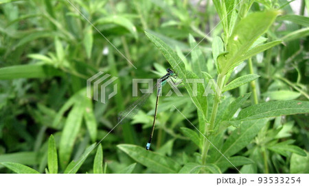 セスジイトトンボ 93533254