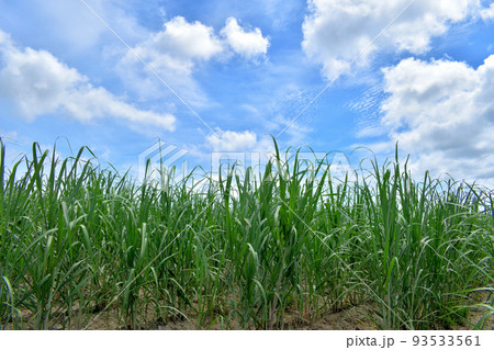 サトウキビ畑／沖縄県八重瀬町 93533561