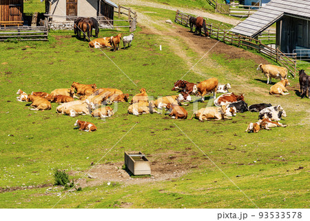 Dairy Cows and Horses on a Mountain Pasture - Italy-Austria Border 93533578