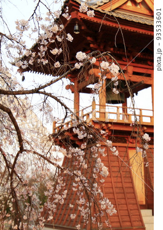 高崎市　慈眼寺　枝垂桜の向こうに見える夕日に照らされる鐘楼 93533601