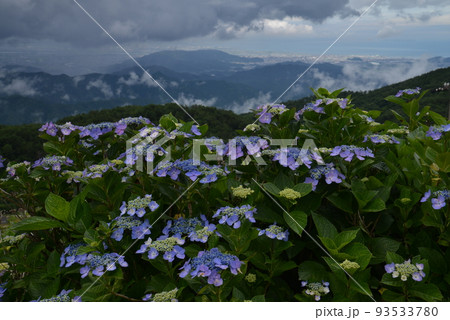 大川原高原のアジサイ(徳島県名東郡佐那河内村) 大川原高原のアジサイ(徳島県名東郡佐那河内村) 93533780
