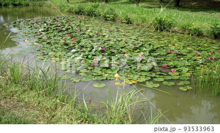スイレンの花 93533963