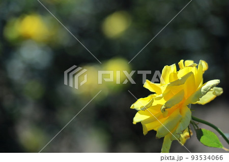 花の女王 花の女王 93534066