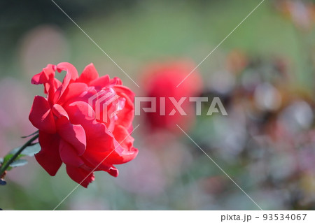 花の女王 93534067