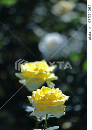 花の女王 93534069