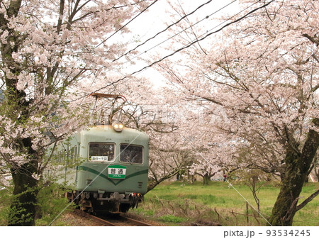 満開の桜並木の中を走行する大井川鐵道の電車 93534245