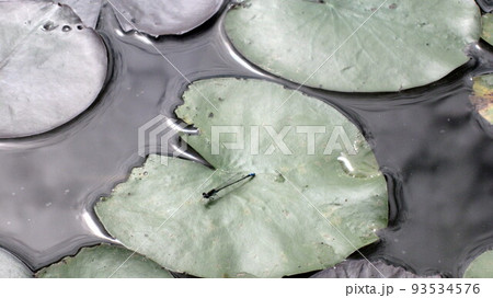 スイレンの葉の上にクロイトトンボ 93534576