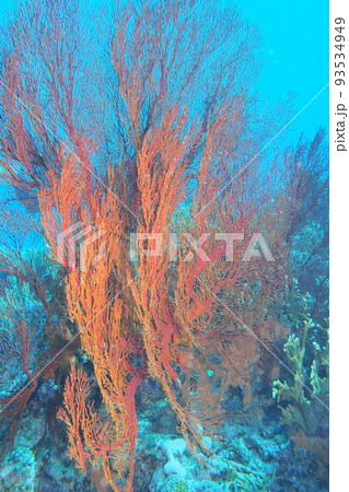 リュウキュウイソバナ　珊瑚　水中写真 93534949