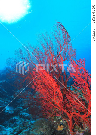 リュウキュウイソバナ　珊瑚　水中写真 93534950