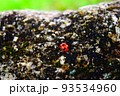 夏のてんとう虫 93534960