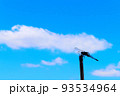 夏の空とトンボ 93534964