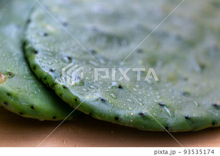 うちわさぼてん うちわさぼてん 93535174