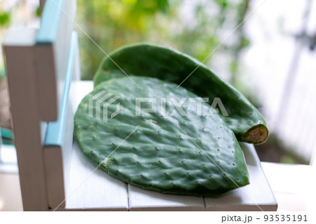 うちわさぼてん うちわさぼてん 93535191