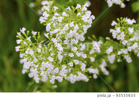 白い小花を咲かせるカラミンサ・ネペタ 白い小花を咲かせるカラミンサ・ネペタ 93535633