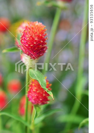 キバナセンニチコウ (黄花千日紅) ‘ストロベリー・フィールズ’ キバナセンニチコウ (黄花千日紅) ‘ストロベリー・フィールズ’ 93535656