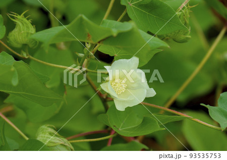洋綿の花（ゴシピウム） 93535753