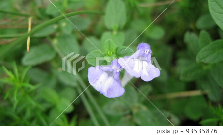 ナミキソウの青白い花 93535876