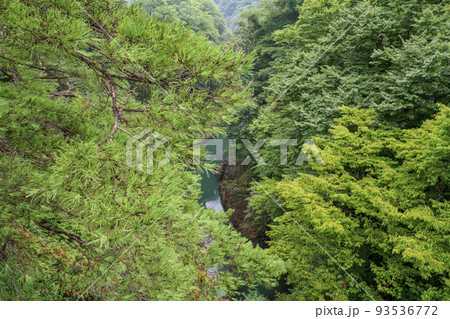 (群馬県)猿橋から見下ろす、深緑の吾妻峡 (群馬県)猿橋から見下ろす、深緑の吾妻峡 93536772