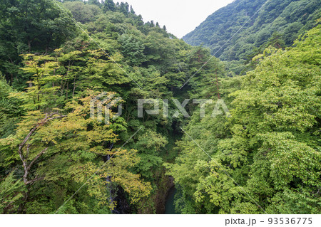 （群馬県）猿橋から見下ろす、深緑の吾妻峡 93536775