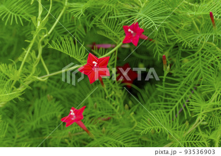 真っ赤な星形の花を咲かせるルコウソウ(縷紅草) 真っ赤な星形の花を咲かせるルコウソウ(縷紅草) 93536903