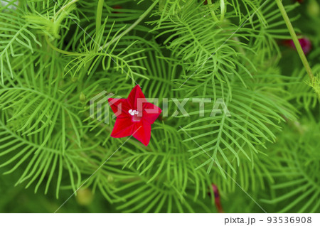 真っ赤な星形の花を咲かせるルコウソウ（縷紅草） 93536908