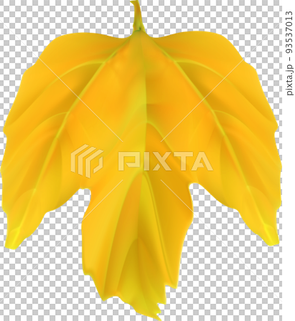 Autumn Fall Leaf Autumn Fall Leaf 93537013