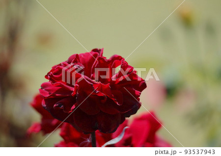 荒尾市　おもやい市民花壇　バラの花、 93537943