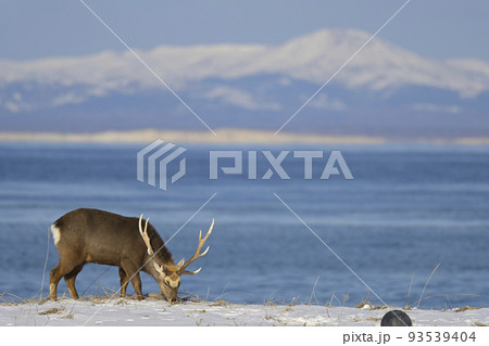 エゾシカ 93539404