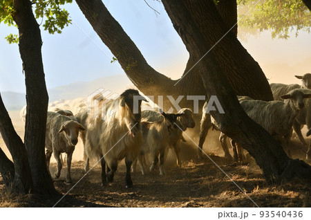 Goats and Sheeps on Road In Greci, Romania Goats and Sheeps on Road In Greci, Romania 93540436