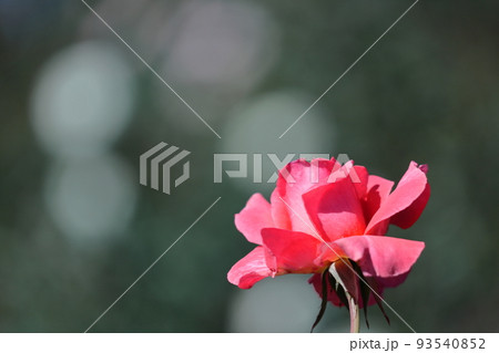 花の女王 93540852