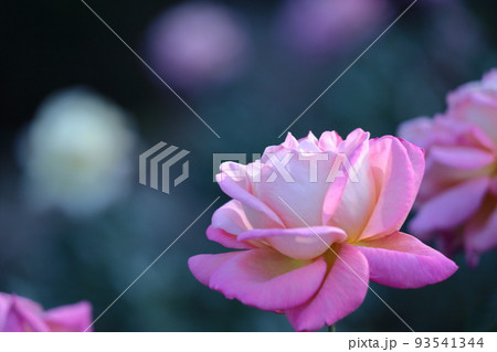 花の女王 93541344