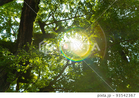 銀杏の葉の隙間から漏れる光 93542367