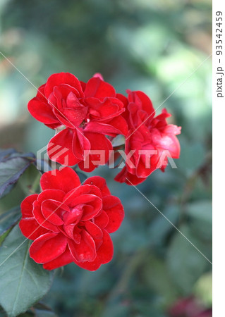 花の女王 花の女王 93542459