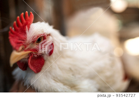 The head of a white rooster broiler. Red comb. Agriculture, animal husbandry The head of a white rooster broiler. Red comb. Agriculture, animal husbandry 93542727
