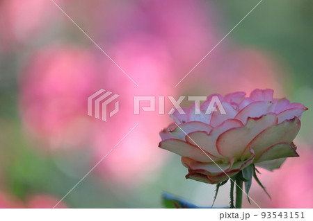 花の女王 93543151