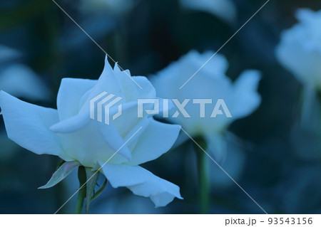 花の女王 花の女王 93543156