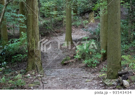 森の中の生い茂る木々の写真素材（諫早市富川渓谷山道） 93543434
