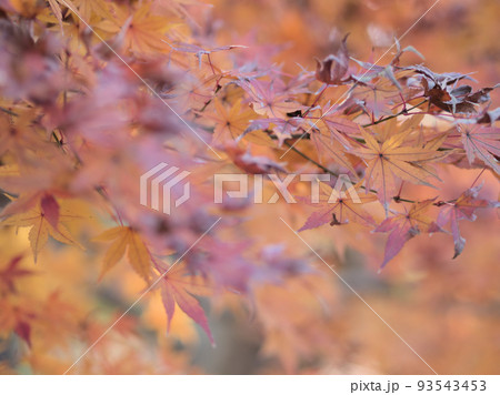 12月の紅葉(ヤマモミジ) 12月の紅葉(ヤマモミジ) 93543453