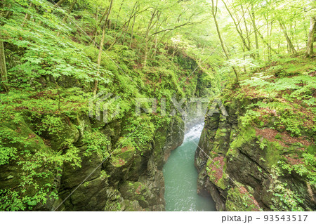 (群馬県)深緑の吾妻峡・鹿飛橋から眺める八丁暗がり (群馬県)深緑の吾妻峡・鹿飛橋から眺める八丁暗がり 93543517