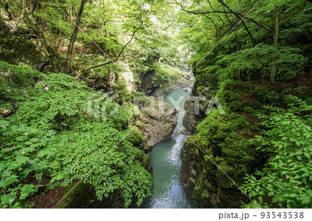 （群馬県）深緑の吾妻峡・鹿飛橋から眺める下流側 93543538