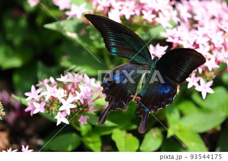 バーベナの花で吸蜜するミヤマカラスアゲハ バーベナの花で吸蜜するミヤマカラスアゲハ 93544175