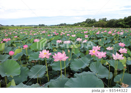 宮城県栗原市瀬峰 蓮の花 沼 宮城県栗原市瀬峰 蓮の花 沼 93544322