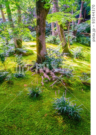 京都府 祇王寺 苔寺 京都府 祇王寺 苔寺 93544370