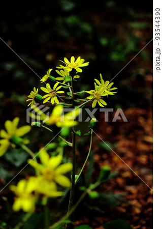 日本的な奥ゆかしい花 日本的な奥ゆかしい花 93544390