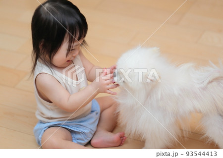 愛犬ポメラニアンと遊ぶ赤ちゃん 93544413