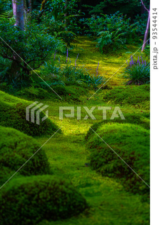 京都府　祇王寺　苔寺 93544414