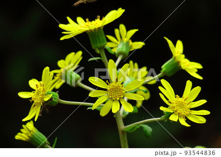 日本的な奥ゆかしい花 93544836