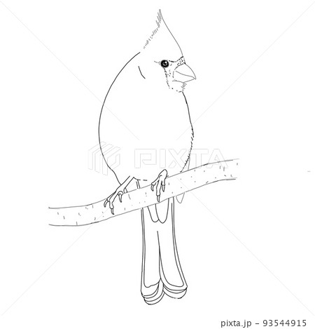 Outline of cardinal bird. Hand drawn line art. Wild animal doodle. Black illustration isolated on white. Outline of cardinal bird. Hand drawn line art. Wild animal doodle. Black illustration isolated on white. 93544915