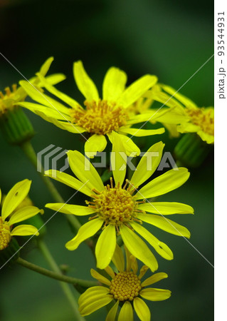 日本的な奥ゆかしい花 93544931