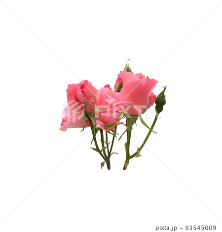 Pink isolated rose, stem without leaves delicate flower branch on the white background, cutout object for decor, design, invitations, cards, soft focus and clipping path Pink isolated rose, stem without leaves delicate flower branch on the white background, cutout object for decor, design, invitations, cards, soft focus and clipping path 93545009